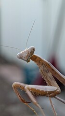 Curious Praying Mantis