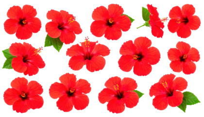 Red hibiscus flowers arranged isolated on a transparent background.