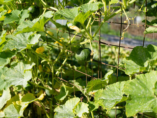 南瓜の実がなる畑の風景