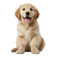 Obraz premium A charming Golden Retriever puppy sitting and smiling at the camera, with a happy expression.