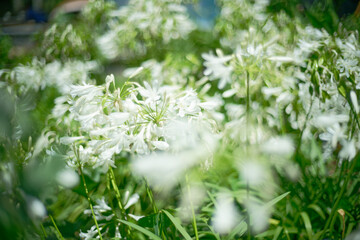 close up of white agapanthus flower