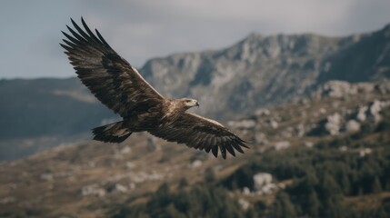 Obraz premium Majestic Golden Eagle soaring through the skies near rugged mountains