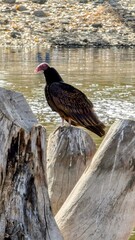 Turkey Vulture Perched on Driftwood