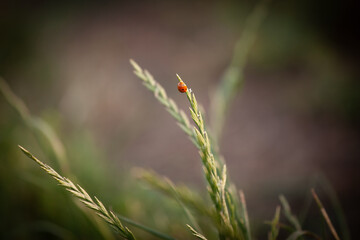 Selective blur on a Red ladybug clings to the tip of a single grass blade at dusk. Soft sunset bokeh surrounds the delicate insect. part of the coccinellidae, ladybugs are small beetles.