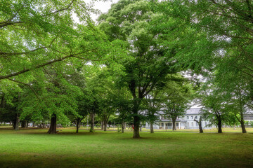 茨城県立歴史館のイチョウ並木
