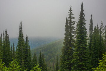 Montana Forests and Mountains