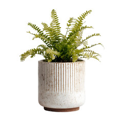 A healthy green fern plant in a decorative ribbed ceramic pot isolated on transparent background