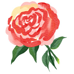 Watercolor red rose flower illustration. Spring and summer theme