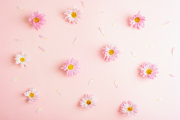 Scattered pink daisy flowers and petals on pastel background. Top view, flat lay