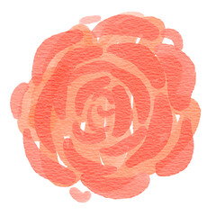 Watercolor  rose flower illustration. Spring and summer theme