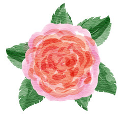 Watercolor pink rose flower illustration. Spring and summer theme