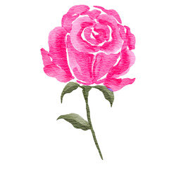 Watercolor pink rose flower illustration. Spring and summer theme