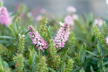 budrea flower in the garden