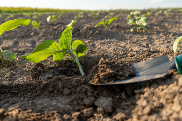 A close-up view of a young sunflower plant emerging from the soil, surrounded by freshly turned dirt and green leaves under a clear sky during the day