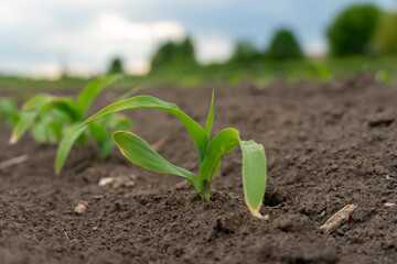 A small maize sprout breaks through the earth in a vast cornfield, showcasing the potential for a...