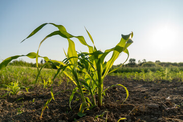 A young maize sprout rises from the soil in a vibrant cornfield, basking in the sunlight as...