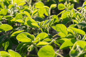 In a sunny field, vibrant soybean plants display an abundance of green leaves, representing growth and vitality in agricultural cultivation during the warm season