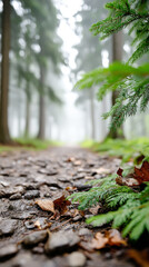 Misty forest path with rising fog and lush greenery