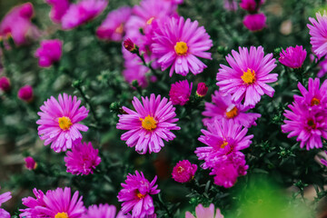  Autumn flower background.Chrysanthemums purple close-up in autumn garden. 