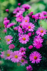  Purple Aster Flowers Blooming.Chrysanthemums purple close-up in autumn garden.