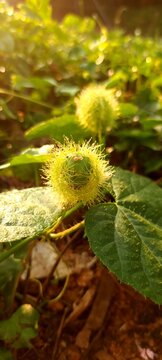 Passifloraceae or the passion fruit family is one of the families of flowering plants.