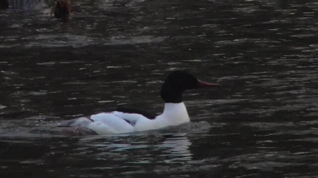 Male Goosander (Mergus merganser) Flying and Swimming Upstream on a River