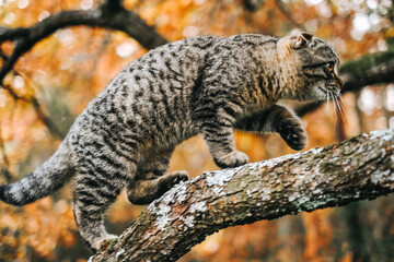 Cute tabby kitten on a tree in autumn season.Portrait of Striped Cat Climbing a Tree.