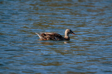 duck on the lake