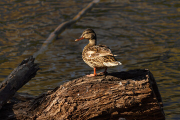 duck standing on log