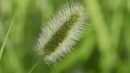Tokyo,Japan - July 23, 2025: Closeup of green bristlegrass illuminated with the Morning sun
