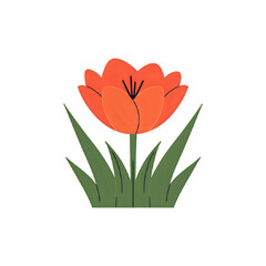 red tulip isolated on white background