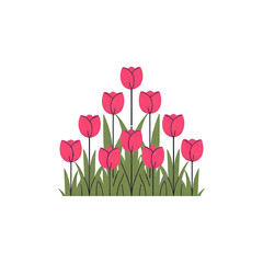 pink tulips isolated on white background