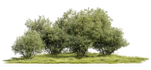 Obraz premium Lush green trees in a grassy field