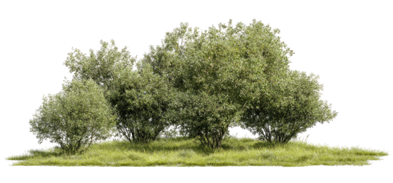 Lush green trees in a grassy field