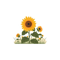 sunflower yellow nature