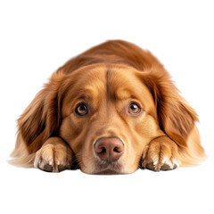 Golden Retriever with Soft Expression on Isolated Background