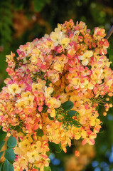 Red, Yellow and White Honeysuckle Blooms Against a Green Backdrop.
