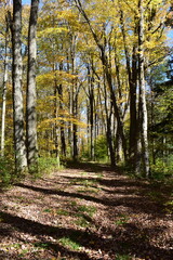 path in autumn forest