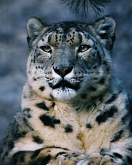 snow leopard portrait