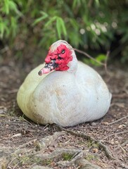 Close-Up of White Duck with Red Face Resting in Natural Habitat