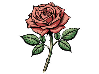 thorny rose illustration