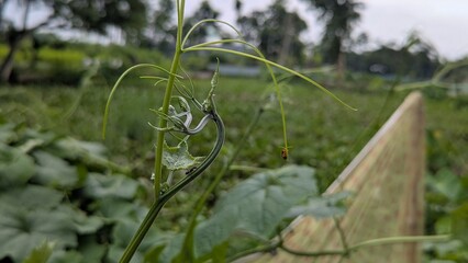 Close up of a young gourd vine climbing a support structure with a lush green background in a...