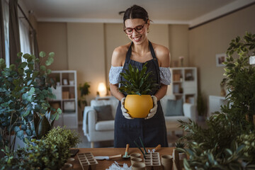 woman gardener hold potted plant and take care grow cultivate plants