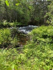 Obraz premium Quiet Stream Running Through a Green Forest on a Summer Day