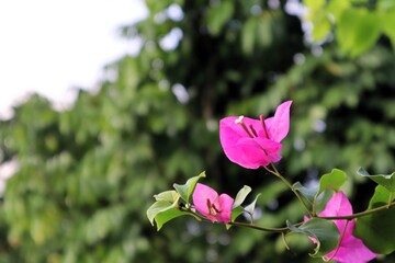 close up of bougainvillea flower