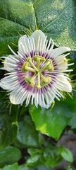 Passifloraceae or the passion fruit family is one of the families of flowering plants.
