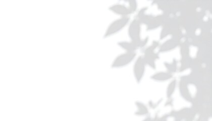 Soft leaf shadows on white background