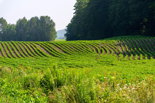 Young growths in line in a Quebec crop field