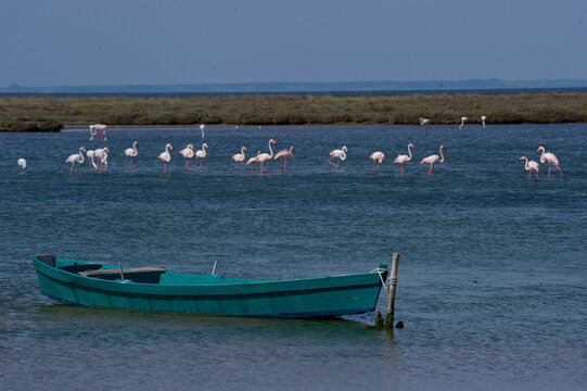 fishing boats on the sea, Flamingos and a fishing boat in a pond in the Sinis Peninsula. Cabras, OR, Sardinia, Italy