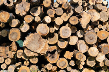 Pile of tree logs ready to be transported